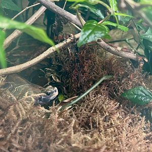 Home’s Hinged-back Tortoise