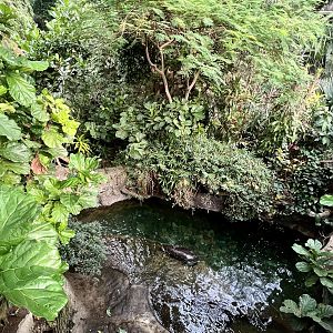 Pygmy Hippopotamus Exhibit