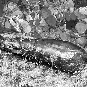 Pygmy Hippopotamus