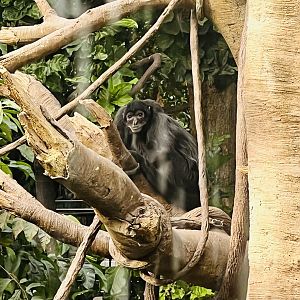 Black-headed Spider Monkey