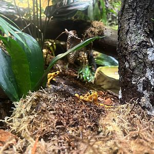 Panamanian Golden Frogs