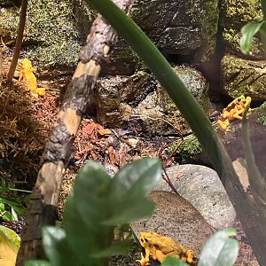 Panamanian Golden Frogs