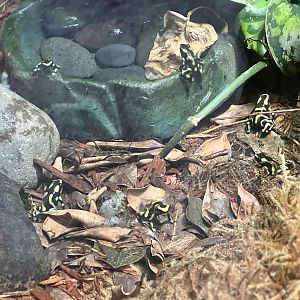 Green and Black Poison Dart Frogs