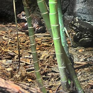 Smoky Jungle Frogs