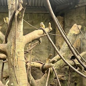 Common Squirrel Monkey Exhibit