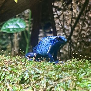 Blue Poison Dart Frog