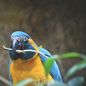 Blue Throated Macaw