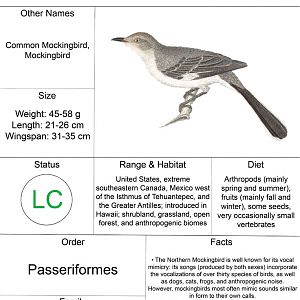 Animal Fact Sheet: Northern Mockingbird