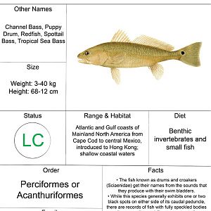 Animal Fact Sheet: Red Drum