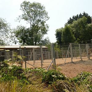 New Hartmann's zebra enclosure, June 2023