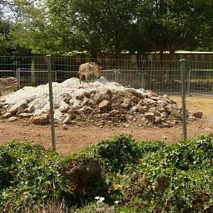 Hartmann's mountain zebra enclosure. June 2023