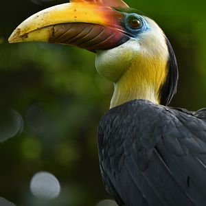 Wrinkled Hornbill Rhabdotorrhinus corrugatus