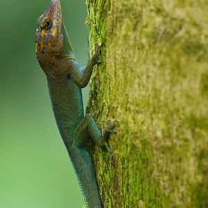 Anolis marmoratus
