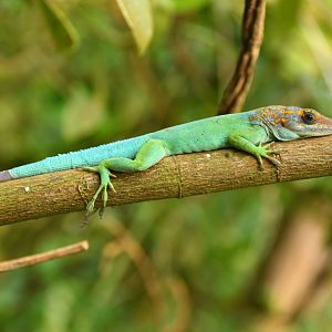 Anolis marmoratus