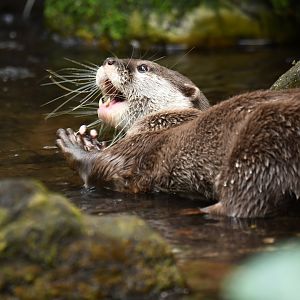 Oriental Small-clawed Otter - Aonyx cinerea