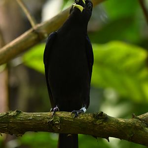 Red-rumped Cacique Cacicus haemorrhous