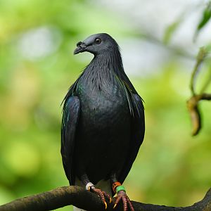Nicobar Pigeon Caloenas nicobarica