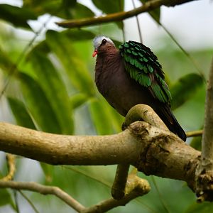 Emerald Dove Chalcophaps indica