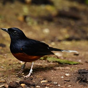 White-rumped Shama Copsychus malabaricus