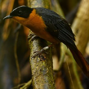 Snowy-crowned Robin-Chat Cossypha niveicapilla