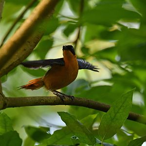 Snowy-crowned Robin-Chat Cossypha niveicapilla