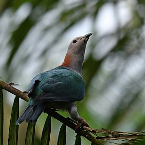 Green Imperial-Pigeon Ducula aenea