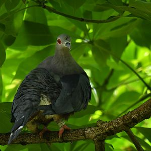 Pinon Imperial-Pigeon Ducula pinon