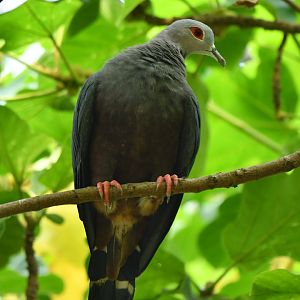 Pinon Imperial-Pigeon Ducula pinon