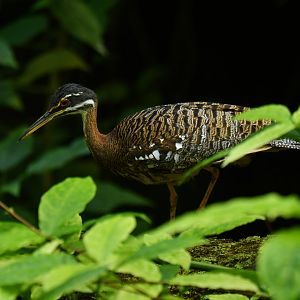 Sunbittern Eurypyga helias