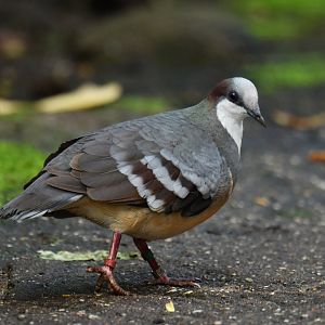 Luzon Bleeding-heart Gallicolumba luzonica