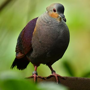 Crested Quail-Dove Geotrygon versicolor
