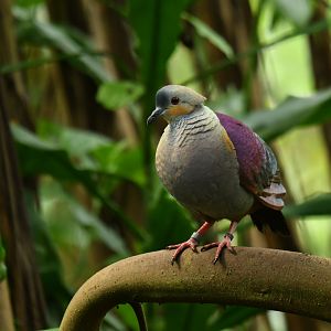 Crested Quail-Dove Geotrygon versicolor