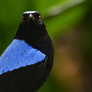 Asian Fairy-bluebird Irena puella