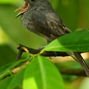 Screaming piha screaming Lipaugus vociferans