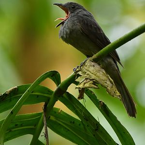 Screaming piha screaming Lipaugus vociferans