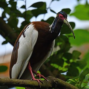Crested ibis Lophotibis cristata
