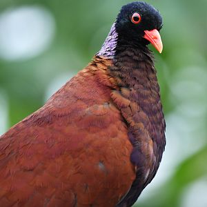 Green-naped pheasant-pigeon Otidiphaps nobilis