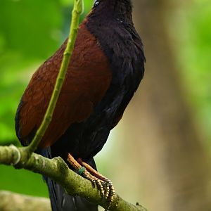 Green-naped pheasant-pigeon Otidiphaps nobilis
