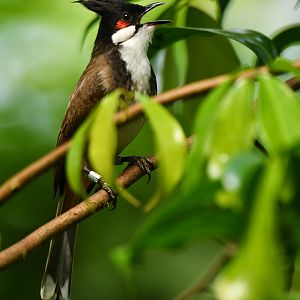 Red-whiskered Bulbul Pycnonotus jocosus