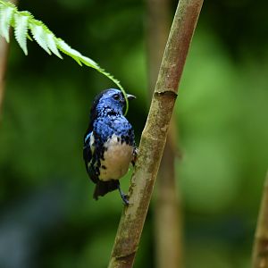 Turquoise Tanager Tangara mexicana