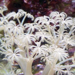 Pulsing xenia, pumping coral (Xenia umbellata)