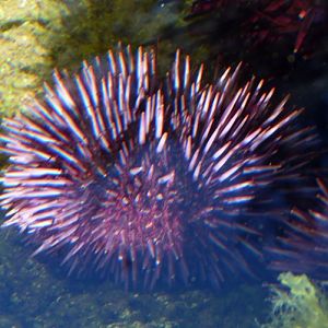 Purple sea urchin (Strongylocentrotus purpuratus)
