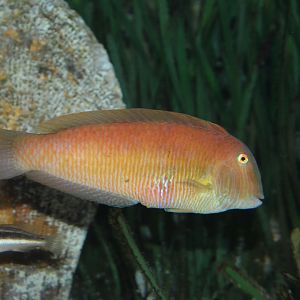 Pearly razorfish (Xyrichtys novacula)
