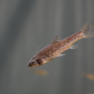 Dwarf topmouth minnow (Pseudorasbora pugnax)