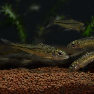 Japanese gudgeon (Squalidus japonicus japonicus)