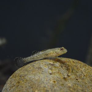 Telma dwarf freshwater goby (Rhinogobius telma)