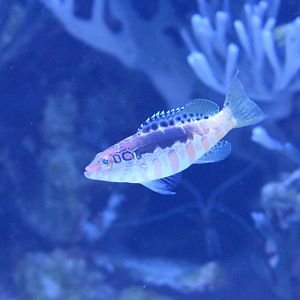Unknown Wrasse?