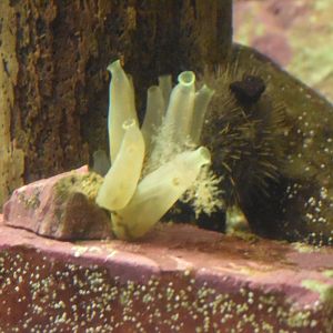 Unknown Tunicate?
