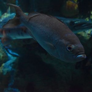 Unknown Fish