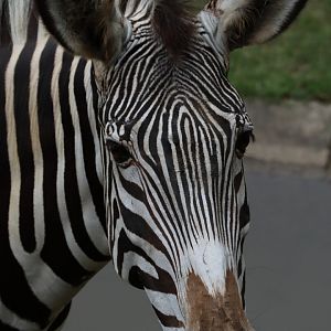 Grévy's zebra